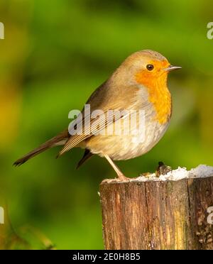 Robin Stockfoto