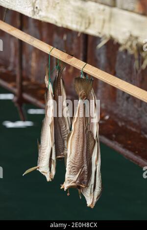 Regal für die Fischtrocknung auf der Insel Vigur nicht weit von Isafjordur in Island. Stockfoto