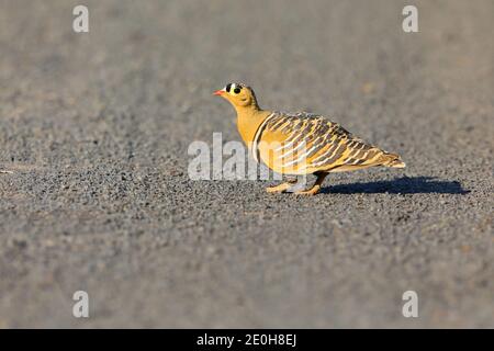 Ein erwachsener Rüde gemalte Sandhuhn (Pterocles indicus) Fütterung und Spaziergang im Freien in der Nähe der großen Rann von Kutch, Gujarat, Indien Stockfoto