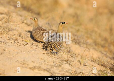 Ein Paar gemalte Sandhuhn (Pterocles indicus) in der Nähe des Großen Rann von Kutch, Gujarat, Indien Stockfoto