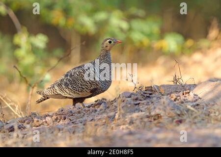 Ein erwachsenes Weibchen gemalte Sandhuhn (Pterocles indicus) Fütterung und Spaziergang im Freien in der Nähe der großen Rann von Kutch, Gujarat, Indien Stockfoto