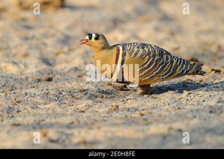 Ein erwachsener Rüde gemalte Sandhuhn (Pterocles indicus) Fütterung und Spaziergang im Freien in der Nähe der großen Rann von Kutch, Gujarat, Indien Stockfoto