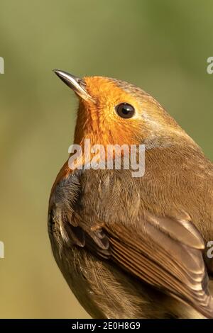 Robin Stockfoto