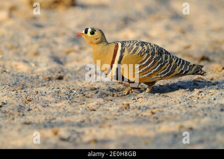 Ein erwachsener Rüde gemalte Sandhuhn (Pterocles indicus) Fütterung und Spaziergang im Freien in der Nähe der großen Rann von Kutch, Gujarat, Indien Stockfoto