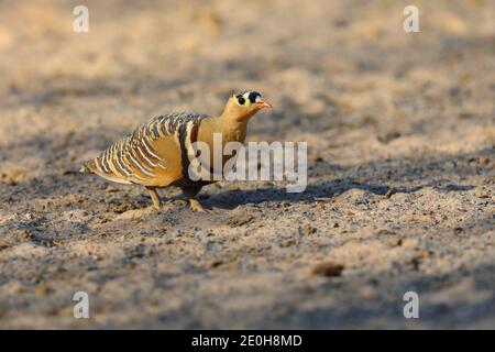 Ein erwachsener Rüde gemalte Sandhuhn (Pterocles indicus) Fütterung und Spaziergang im Freien in der Nähe der großen Rann von Kutch, Gujarat, Indien Stockfoto