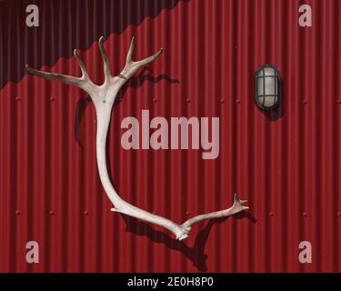 Geweihe als Jagdtrophäe an einer roten Kabinenwand gehängt. Stockfoto