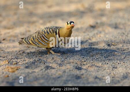 Ein erwachsener Rüde gemalte Sandhuhn (Pterocles indicus) Fütterung und Spaziergang im Freien in der Nähe der großen Rann von Kutch, Gujarat, Indien Stockfoto