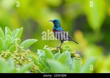 Ein erwachsener männlicher Souimanga Sunbird (Cinnyris sovimanga) auf dem Cosmoledo Atoll, Seychellen. Diese Form kann eine separate Spezies sein, Abbott's Sunbird Stockfoto
