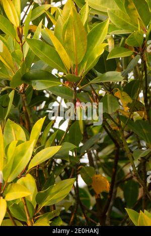 Bruguiera ist eine Pflanzengattung aus der Familie der Rhizophoraceae. Es ist eine kleine Gattung von fünf Mangrovenarten und drei Hybriden des indischen und westlichen Pazifik Stockfoto
