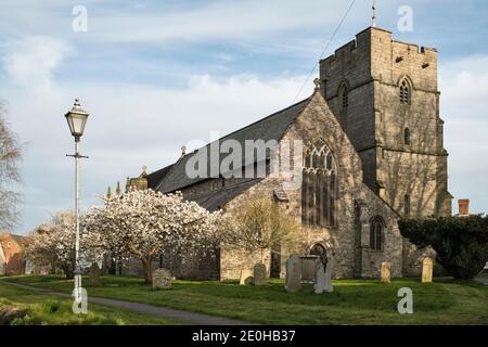 Ein Kirschbaum in voller Blüte im Frühling, im Kirchhof der St. Andrew's Church in der kleinen walisischen Grenzstadt Presteigne, Powys, Großbritannien Stockfoto