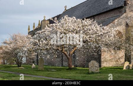 Ein Kirschbaum in voller Blüte im Frühling, im Kirchhof der St. Andrew's Church in der kleinen walisischen Grenzstadt Presteigne, Powys, Großbritannien Stockfoto