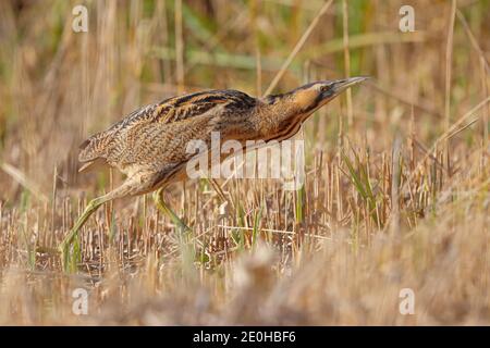 Ein erwachsener Eurasischer Bitterer oder großer Bitterer (Botaurus stellaris) im Winter in einem Schilfbett in Suffolk, Großbritannien Stockfoto