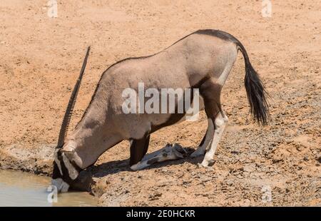 Oryx Antilope trinkt am Wasserloch im Norden Namibias Stockfoto