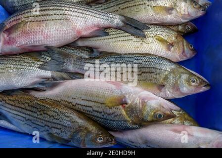 Europäischer Bass, Seebarsch ist ein Ozean-Going Fisch. Fischmarkt in Israel. Konzept der gesunden Ernährung. Nahaufnahme. Hintergrund Stockfoto