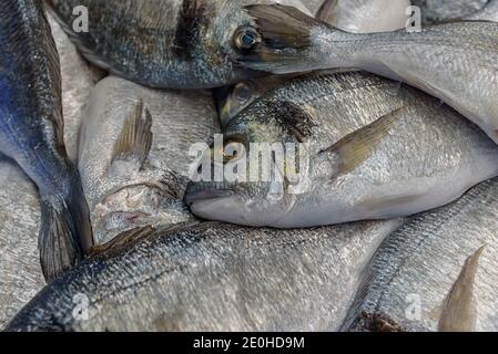 Frischer Fisch Dorado auf Eis. Goldbrasse Dorado Sparus aurata. Fischmarkt in Israel. Konzept der gesunden Ernährung. Nahaufnahme. Hintergrund Stockfoto