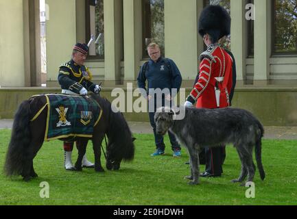 Maskottchen der Irish Guards Irish Wolfshound, Shetland pony Cruachan IV, Mascottchen Royal Regiment von Schottland, Buckingham Palace, London, England, Stockfoto