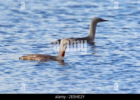 Ein Paar Brutgefieder Rotkehlige Tauben oder Loons (Gavia stellata) auf einem loch in Fetlar, Shetland, Großbritannien Stockfoto