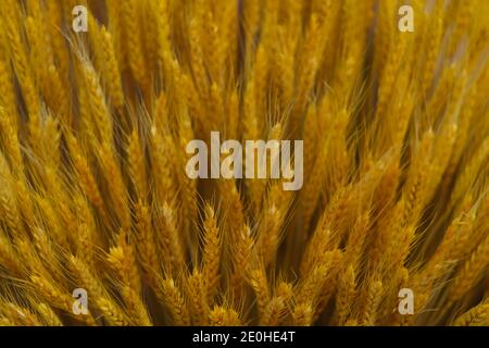 close up many golden wheat. blur background Stockfoto