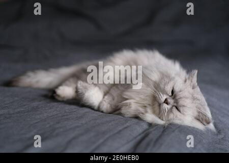 Eine silberschattige Chinchilla-Katze schläft auf der ganzen Länge Bett Stockfoto