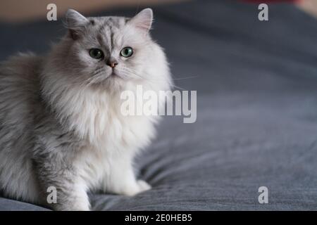 Nahaufnahme eine niedliche Chinchilla-Katze, die auf dem Bett steht und die Kamera anschaut Stockfoto