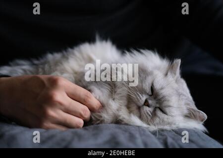 Nahaufnahme eine silberbeschattete Chinchilla-Katze, die auf dem Bett schläft Mit der Hand des Haustierbesitzers Stockfoto