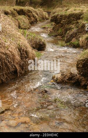 Balvanyos, County Covasna, Rumänien. Bergbach fließt in einem Frühlingstag. Mineralquelle durch ein Moorland. Stockfoto