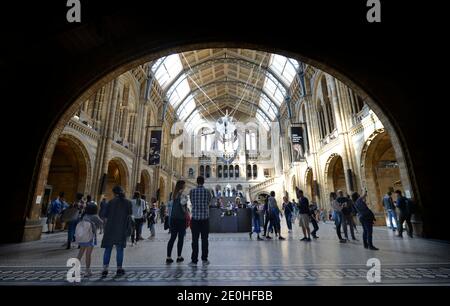 Haupthalle, Natural History Museum, Cromwell Road, Kensington, London, England, Grossbritannien Stockfoto