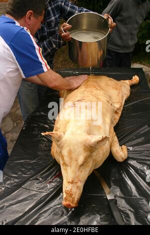 Schlachten eines Schweins auf dem Land Rumäniens. Schwein, das mit warmem Wasser gewaschen wird, nachdem es gesengt und geschabt wurde. Stockfoto