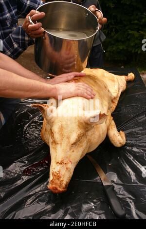 Schlachten eines Schweins auf dem Land Rumäniens. Schwein, das mit warmem Wasser gewaschen wird, nachdem es gesengt und geschabt wurde. Stockfoto