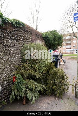 Brighton UK 1. Januar 2021 - gedumpte echte Weihnachtsbäume an einer kommunalen Recycling-Stelle für Pappdosen und Flaschen im Queens Park in Brighton am Neujahrstag . Kredit Simon Dack / Alamy Live Nachrichten Stockfoto