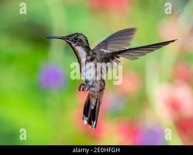 Ein Jugendlicher Ruby Topaz Kolibri schwebt in einer defensiven Haltung, Vogel in natürlicher Umgebung. Tropischer Vogel mit bunt verschwommenem Hintergrund. Stockfoto