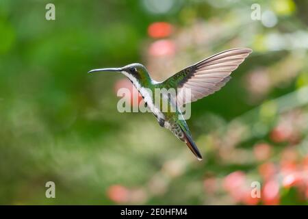 Eine Seitenansicht eines in der Luft schwebenden weiblichen Schwarzkehlchens (Anthracothorax nigricollis). Tierwelt in der Natur. Vogel im Flug. Stockfoto