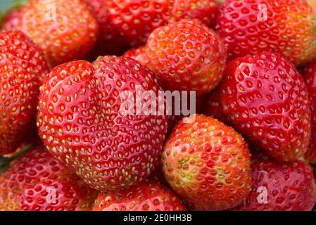 Hintergrund von frisch reifen roten Erdbeeren, direkt darüber. Stockfoto