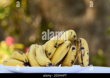 Haufen von leckeren Cardamom Banane auch als Elaichi kela in hindi bekannt. Yelakki in Karnataka Stockfoto