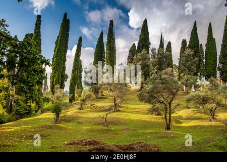 Natur in Abchasien bei Neuathos im Sommer Stockfoto