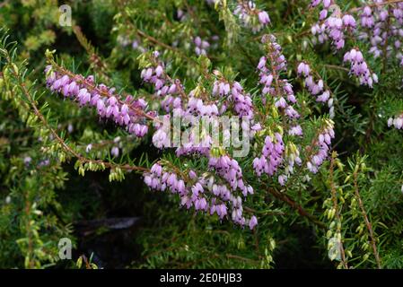 Erica Carnea "Springwood Rosa" Stockfoto