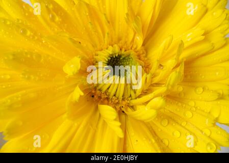 Topf Ringelblume aus der Nähe Stockfoto