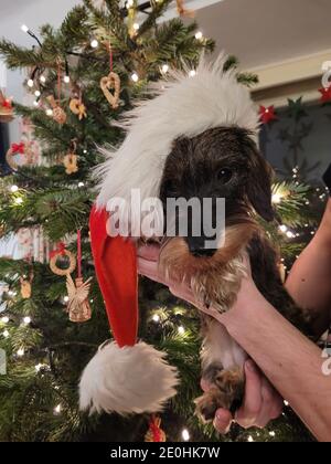 Wirehaired Miniatur Dachshund in Weihnachtsanzug Stockfoto