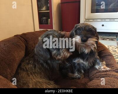 Zwei Wirehaired Miniaturdachshund sitzen zusammen Stockfoto