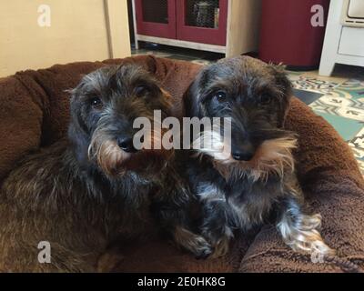 Zwei Wirehaired Miniaturdachshund sitzen zusammen Stockfoto