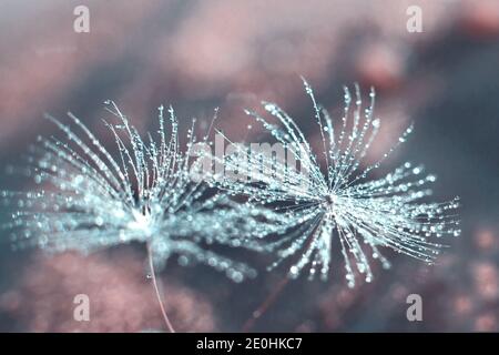 Tau Tropfen auf Löwenzahn Knospen isoliert auf rosa mit grauem Hintergrund. Selektiver Fokus Stockfoto