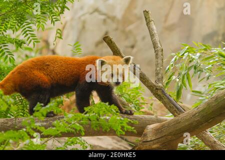 Kleiner Panda (Ailurus fulgens) unverlierbaren, National Zoological Park Stockfoto