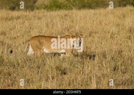 Löwe (Panthera leo). Löwin beim Gehen Stockfoto