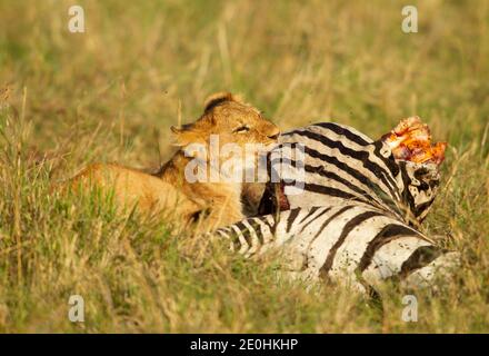 Löwe (Panthera leo). Löwenjungen auf einem Zebra töten Stockfoto