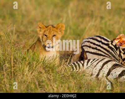 Löwe (Panthera leo). Löwenjungen auf einem Zebra töten Stockfoto