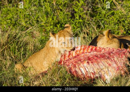 Löwe (Panthera leo). Löwin und Junge auf einen Mord Stockfoto