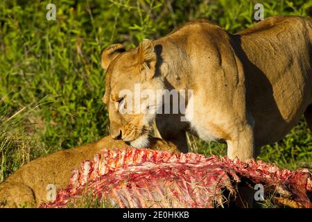Löwe (Panthera leo). Löwin auf einem töten. Stockfoto