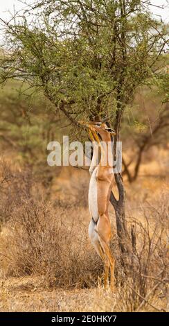 Gerenuk (Litocranius walleri), stehend auf höherer Vegetation zu stöbern Stockfoto