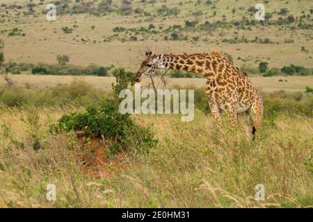 Giraffe (Giraffa camelopardalis), Masai-Rennen, Tippelskirchi Stockfoto