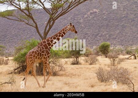 Reticulaed Giraffe (Giraffa camelopardalis reticulata) Stockfoto